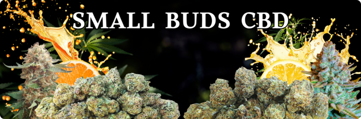 Small buds CBD - petites fleurs de cannabidiol